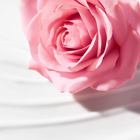 Pink rose on white background