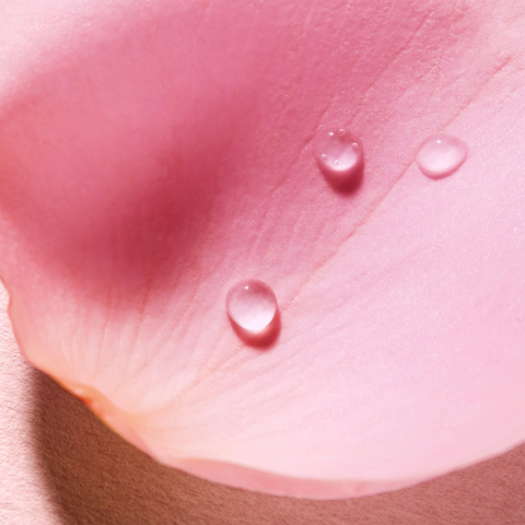 Pink rose petal with water droplets