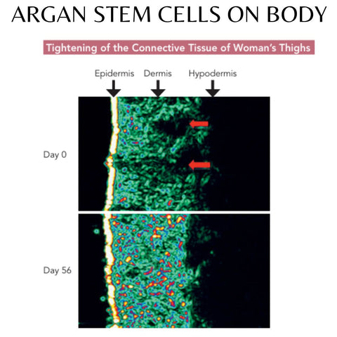 Secret de Beauté Neck, Décolleté, Thigh, Knees and Inner Arm Serum 4 oz